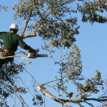 Reasons Why You May Need To Hire Tree Removal Services