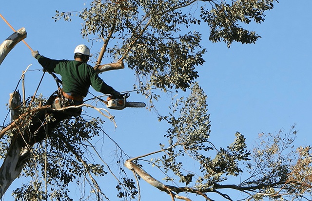 Reasons Why You May Need To Hire Tree Removal Services